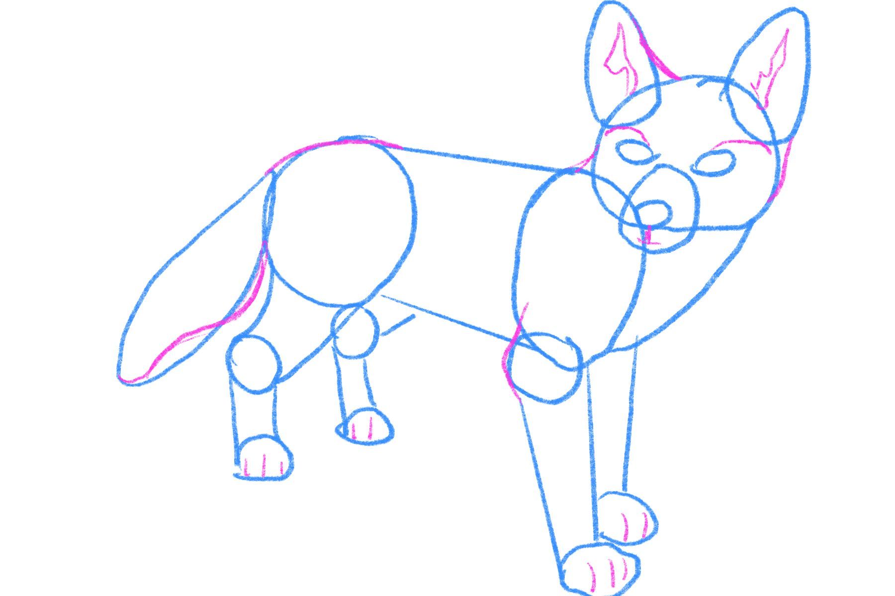 Fox sketch built from the observed basic shapes with added details